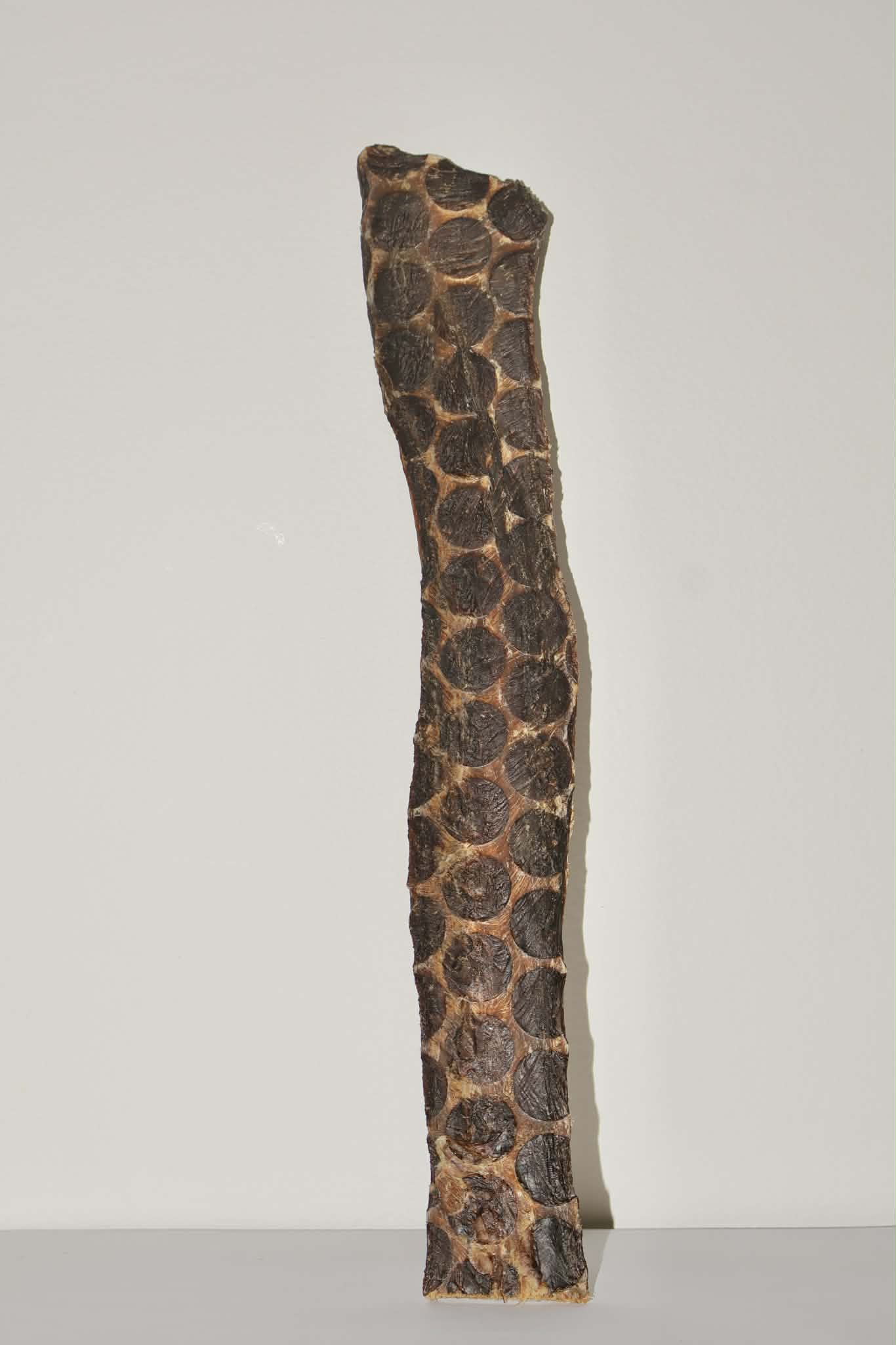 Oesophage de bœuf aplati 12po